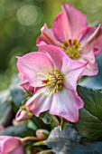 GOLD COLLECTION HELLEBORES: PINK, RED, CREAM FLOWERS OF GOLD COLLECTION HELLEBORE HGC ICE N ROSES EARLY ROSE, PERENNIALS, FLOWERS, JANUARY, WINTER