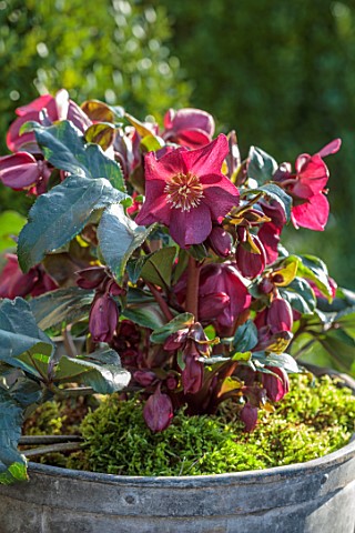 GOLD_COLLECTION_HELLEBORES_RED_FLOWERS_OF_GOLD_COLLECTION_HELLEBORE_HGC_ICE_N_ROSES_RED_PERENNIALS_F