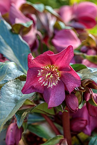 GOLD_COLLECTION_HELLEBORES_RED_FLOWERS_OF_GOLD_COLLECTION_HELLEBORE_HGC_ICE_N_ROSES_RED_PERENNIALS_F
