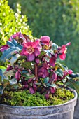 GOLD COLLECTION HELLEBORES: RED FLOWERS OF GOLD COLLECTION HELLEBORE HGC ICE N ROSES RED, PERENNIALS, FLOWERS, JANUARY, WINTER, METAL, CONTAINERS