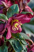 GOLD COLLECTION HELLEBORES: RED FLOWERS OF GOLD COLLECTION HELLEBORE HGC ICE N ROSES RED, PERENNIALS, FLOWERS, JANUARY, WINTER