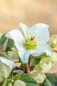 GOLD COLLECTION HELLEBORES: CLOSE UP OF WHITE FLOWERS OF GOLD COLLECTION HELLEBORE ICE N ROSES, PERENNIALS, FLOWERS, JANUARY, WINTER