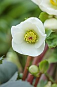 GOLD COLLECTION HELLEBORES: CLOSE UP OF WHITE FLOWERS OF GOLD COLLECTION HELLEBORE HGC ICE N ROSES WHITE, PERENNIALS, FLOWERS, JANUARY, WINTER