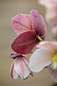 GOLD COLLECTION HELLEBORES: CLOSE UP OF PINK, FLOWERS OF GOLD COLLECTION HELLEBORE X BALLARDIAE HGC MERLIN, PERENNIALS, FLOWERS, JANUARY, WINTER