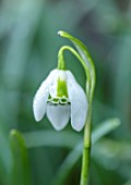 VILLAGE FARM HOUSE, GLOUCESTERSHIRE: CLOSE UP OF GREEN, WHITE FLOWERS OF SNOWDROPS, GALANTHUS OPHELIA, FLOWERS, JANUARY, WINTER, BULBS, PETALS, RAINDROPS