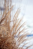 REDHILL LODGE, RUTLAND: DESIGNERS RICHARD AND SUSAN MOFFITT - CLOSE UP PORTRAIT OF SNOWY SEED HEADS, FLOWERS OF MISCANTHUS SINENSIS SILBERFEDER, GRASSES