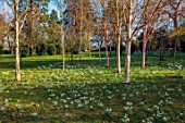 MORTON HALL GARDENS, WORCESTERSHIRE: DRIFTS OF WHITE FLOWERS OF SNOWDROPS BELOW WHITE BARK, STEMS, BRANCHES, TRUNKS OF BIRCHES, BETULA, BULBS, JANUARY, WINTER