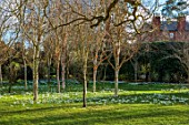 MORTON HALL GARDENS, WORCESTERSHIRE: DRIFTS OF WHITE FLOWERS OF SNOWDROPS BELOW WHITE BARK, STEMS, BRANCHES, TRUNKS OF BIRCHES, BETULA, BULBS, JANUARY, WINTER