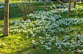 MORTON HALL GARDENS, WORCESTERSHIRE: DRIFTS OF WHITE FLOWERS OF SNOWDROPS, BULBS, JANUARY, WINTER