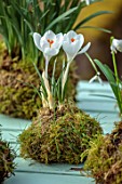 THE MANOR HOUSE, STEVINGTON, BEDFORDSHIRE: DESIGNER KATHY BROWN - KOKEDAMAS, JAPANESE MOSS BALLS, TABLE, PLANTED WITH WHITE CROCUS
