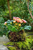 THE MANOR HOUSE, STEVINGTON, BEDFORDSHIRE: DESIGNER KATHY BROWN - KOKEDAMAS, JAPANESE MOSS BALLS, ON WALL, PLANTED WITH PRIMULA VULGARIS, PINK, YELLOW FLOWERS
