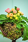 THE MANOR HOUSE, STEVINGTON, BEDFORDSHIRE: DESIGNER KATHY BROWN - KOKEDAMAS, JAPANESE MOSS BALLS, PLANTED WITH PRIMULA VULGARIS, PINK, YELLOW FLOWERS