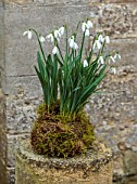 THE MANOR HOUSE, STEVINGTON, BEDFORDSHIRE: DESIGNER KATHY BROWN - KOKEDAMAS, JAPANESE MOSS BALLS, PLANTED WITH WHITE FLOWERS OF SNOWDROPS, BULBS