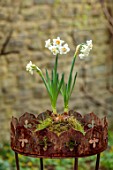 THE MANOR HOUSE, STEVINGTON, BEDFORDSHIRE: DESIGNER KATHY BROWN - KOKEDAMAS, JAPANESE MOSS BALLS, PLANTED WITH WHITE FLOWERS OF DAFFODILS, NARCISSUS, BULBS, METAL CONTAINERS