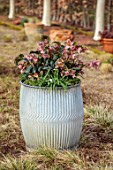 THE MANOR HOUSE, STEVINGTON, BEDFORDSHIRE: DESIGNER KATHY BROWN - GREY METAL CONTAINER, POT PLANTED WITH GOLD COLLECTION HELLEBORES, HELLEBOREUS ANGEL GLOW