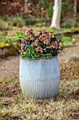 THE MANOR HOUSE, STEVINGTON, BEDFORDSHIRE: DESIGNER KATHY BROWN - GREY METAL CONTAINERS, POTS PLANTED WITH GOLD COLLECTION HELLEBORES, HELLEBOREUS ANGEL GLOW