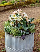 THE MANOR HOUSE, STEVINGTON, BEDFORDSHIRE: DESIGNER KATHY BROWN - GREY METAL CONTAINERS, POTS PLANTED WITH GOLD COLLECTION HELLEBORES, HELLEBOREUS FROSTY