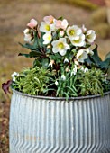 THE MANOR HOUSE, STEVINGTON, BEDFORDSHIRE: DESIGNER KATHY BROWN - GREY METAL CONTAINERS, POTS PLANTED WITH GOLD COLLECTION HELLEBORES, HELLEBOREUS FROSTY