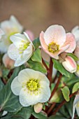 THE MANOR HOUSE, STEVINGTON, BEDFORDSHIRE: DESIGNER KATHY BROWN - GREY METAL CONTAINERS, POTS PLANTED WITH GOLD COLLECTION HELLEBORES, HELLEBOREUS FROSTY, FLOWERS, CREAM, PINK