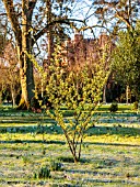 MORTON HALL GARDENS, WORCESTERSHIRE: YELLOW FLOWERS OF HAMAMELIS X INTERMEDIA PALLIDA, WITCH HAZELS, IN THE MEADOW, SPRING, MARCH, TREES