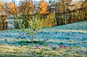 MORTON HALL GARDENS, WORCESTERSHIRE: YELLOW FLOWERS OF HAMAMELIS X INTERMEDIA PALLIDA, WITCH HAZELS, IN THE MEADOW, SPRING, MARCH, TREES, PURPLE FLOWERS OF CROCUS, FROST