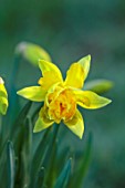 MORTON HALL GARDENS, WORCESTERSHIRE: CLOSE UP OF YELLOW FLOWERS OF DOUBLE NARCISSUS, DAFFODIL, WILD, BULBS