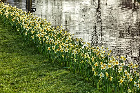 HEVER_CASTLE__GARDENS_KENT_LAKE_POND_DAFFODILS_NARCISSUS_SPRING_MARCH_WATER_REFLECTIONS_REFLECTED_IC
