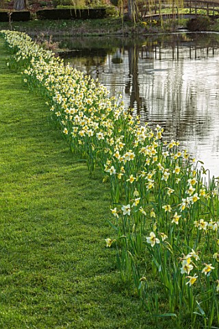 HEVER_CASTLE__GARDENS_KENT_LAKE_POND_DAFFODILS_NARCISSUS_SPRING_MARCH_WATER_REFLECTIONS_REFLECTED_IC