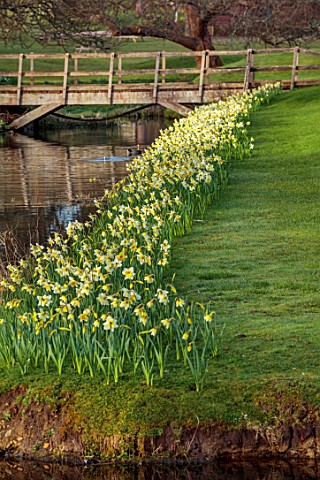 HEVER_CASTLE__GARDENS_KENT_LAKE_POND_DAFFODILS_NARCISSUS_SPRING_MARCH_WATER_REFLECTIONS_REFLECTED_WO