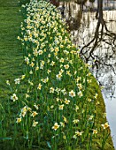 HEVER CASTLE & GARDENS, KENT: LAKE, POND, DAFFODILS, NARCISSUS, SPRING, MARCH, WATER, REFLECTIONS, REFLECTED, ICE FOLLIES