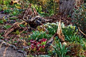 THE PICTON GARDEN AND OLD COURT NURSERIES, WORCESTERSHIRE: WOODLAND, SHADE, SHADY, HELLEBORES, STUMPS, STUMPERY, STUMPERIES, DAFFODILS, NARCISSUS