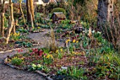 THE PICTON GARDEN AND OLD COURT NURSERIES, WORCESTERSHIRE: PATH, WOODLAND, SHADE, SHADY, HELLEBORES, DAFFODILS, INSECT HOUSE, STUMPS, STUMPERY