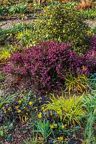THE_PICTON_GARDEN_AND_OLD_COURT_NURSERIES_WORCESTERSHIRE_WOODLAND_SHADE_SHADY_HEATHERS_ERICA_CARNEA_