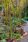 THE PICTON GARDEN AND OLD COURT NURSERIES, WORCESTERSHIRE: WOODLAND, SHADE, SHADY, PATHS, BAMBOOS, MARCH, GREEN BARK, STEMS OF PHYLLOSTACHYS BICOLOR