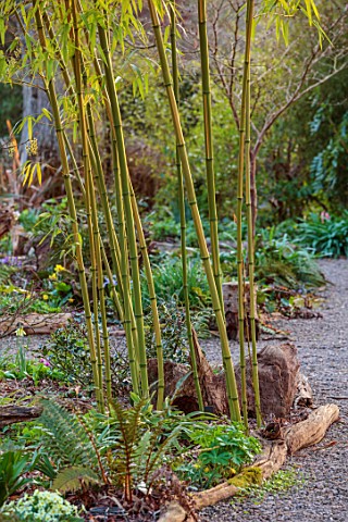 THE_PICTON_GARDEN_AND_OLD_COURT_NURSERIES_WORCESTERSHIRE_WOODLAND_SHADE_SHADY_PATHS_BAMBOOS_MARCH_GR