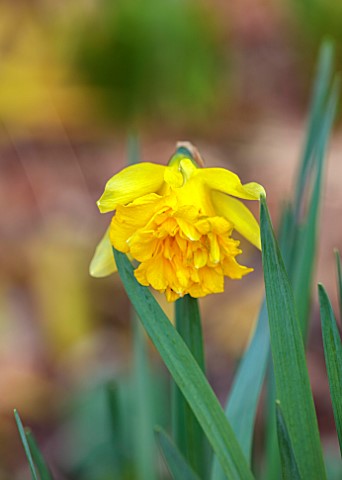 THE_PICTON_GARDEN_AND_OLD_COURT_NURSERIES_WORCESTERSHIRE_YELLOW_FLOWERS_OF_DAFFODIL_NARCISSUS_VAN_SI