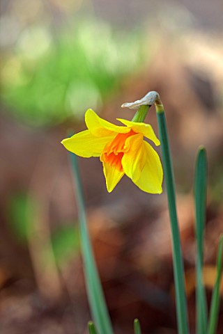 THE_PICTON_GARDEN_AND_OLD_COURT_NURSERIES_WORCESTERSHIRE_YELLOW_ORANGE_FLOWERS_OF_DAFFODIL_NARCISSUS