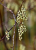 THE PICTON GARDEN AND OLD COURT NURSERIES, WORCESTERSHIRE: CLOSE UP OF STACHYURUS PRAECOX, RACEMES, DECIDUOUS, SHRUBS, HANGING, PENDULOUS, FLOWERS, BROWN