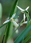 THE PICTON GARDEN AND OLD COURT NURSERIES, WORCESTERSHIRE: CLOSE UP OF WHITE, GREEN FLOWERS OF SNOWDROPS, GALANTHUS GREEN ARROW, MARCH, FLOWERING, BLOOMING