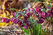 THE PICTON GARDEN AND OLD COURT NURSERIES, WORCESTERSHIRE: RED FLOWERS OF DOUBLE HELLEBORES, HELLEBORUS KINGSTON CARDINAL, PERENNIALS, MARCH, SPRING, FLOWERING, BLOOMING, BLOOMS