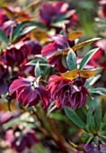 THE PICTON GARDEN AND OLD COURT NURSERIES, WORCESTERSHIRE: RED FLOWERS OF DOUBLE HELLEBORES, HELLEBORUS KINGSTON CARDINAL, PERENNIALS, MARCH, SPRING, FLOWERING, BLOOMING, BLOOMS