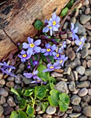 THE PICTON GARDEN AND OLD COURT NURSERIES, WORCESTERSHIRE: CLOSE UP OF BLUE, YELLOW, FLOWERS OF PRIMULA HALL BARN BLUE, MARCH, FLOWERING, BLOOMS, BLOOMING