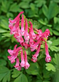 THE PICTON GARDEN AND OLD COURT NURSERIES, WORCESTERSHIRE: CLOSE UP PORTRAIT OF PINK, RED FLOWERS OF CORYDALIS SOLIDA BETH EVANS, PERENNIALS, BLOOMS, FLOWERING, BLOOMING, MARCH