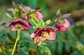 THE PICTON GARDEN AND OLD COURT NURSERIES, WORCESTERSHIRE: CLOSE UP OF PINK, RED FLOWERS OF HELLEBORES, HELLEBORUS ORIENTALIS, LENTEN ROSE
