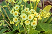 THE PICTON GARDEN AND OLD COURT NURSERIES, WORCESTERSHIRE: CLOSE UP OF CREAM, YELLOW, ORANGE, FLOWERS, BLOOMS, OF PRIMULA ELATIOR. MARCH, SHADE, SHADY