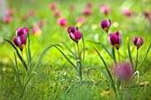 MORTON HALL GARDENS, WORCESTERSHIRE: RED, PINK FLOWERS OF TULIPA HUMILIS PERSIAN PEARL, SPRING, MARCH, FLOWERING, BULBS, BLOOMING, NARTURALISED, GRASS, LAWN, MEADOW