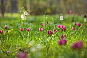 MORTON HALL GARDENS, WORCESTERSHIRE: RED, PINK FLOWERS OF TULIPA HUMILIS PERSIAN PEARL, SPRING, MARCH, FLOWERING, BULBS, BLOOMING, NARTURALISED, GRASS, LAWN, MEADOW