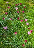 MORTON HALL GARDENS, WORCESTERSHIRE: RED, PINK FLOWERS OF TULIPA HUMILIS PERSIAN PEARL, TULIPA HELEN, SPRING, MARCH, FLOWERING, BULBS, BLOOMING, NARTURALISED, GRASS, LAWN, MEADOW