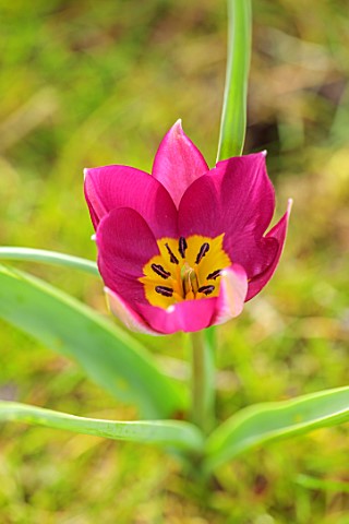 MORTON_HALL_GARDENS_WORCESTERSHIRE_RED_PINK_FLOWERS_OF_TULIPA_HUMILIS_PERSIAN_PEARL_SPRING_MARCH_FLO