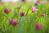MORTON HALL GARDENS, WORCESTERSHIRE: RED, PINK FLOWERS OF TULIPA HUMILIS PERSIAN PEARL, TULIPA HELEN, SPRING, MARCH, FLOWERING, BULBS, BLOOMING, NARTURALISED, GRASS, LAWN, MEADOW